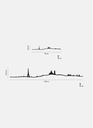 THE LINE - Paris DORE 50cm